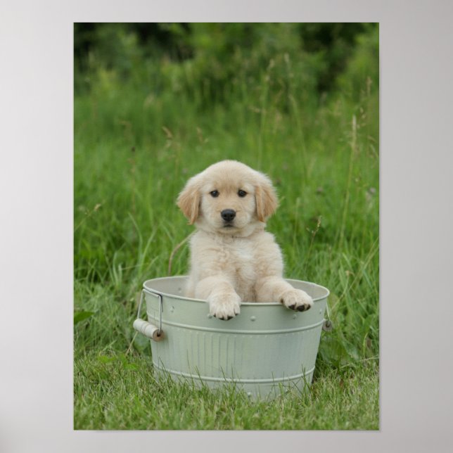 Golden Retriever In Wash Basin Poster (Front)