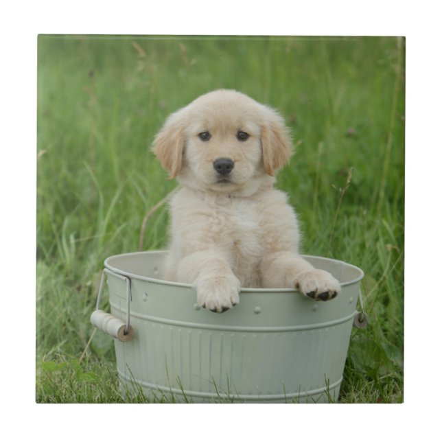 Golden Retriever In Wash Basin Tile (Front)