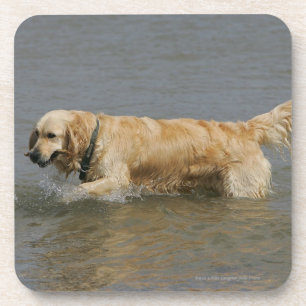 Golden Retriever in Water Coaster