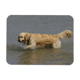 Golden Retriever in Water Magnet