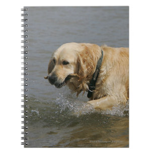 Golden Retriever in Water Notebook