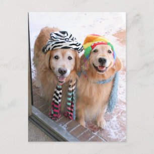 Golden Retriever in Winter Clothes Postcard