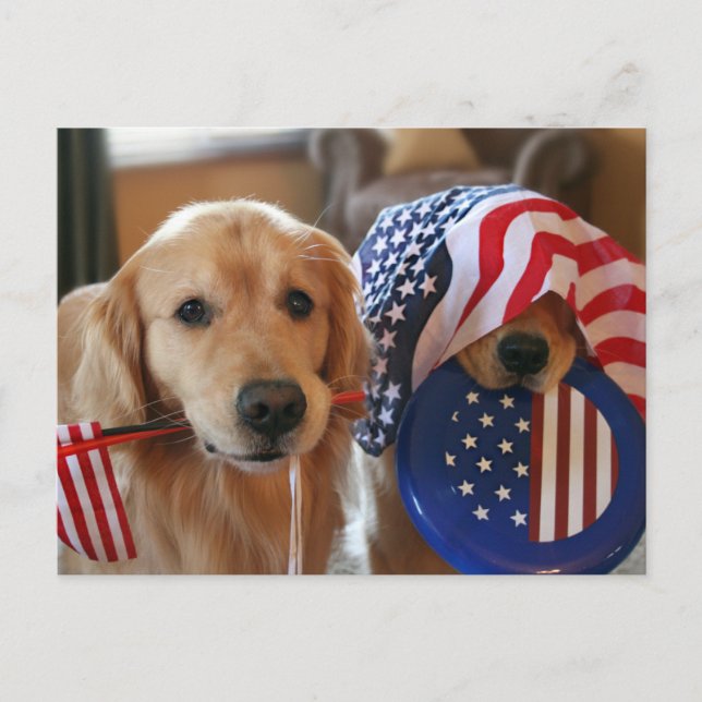 Golden Retriever Independence Day Postcard (Front)
