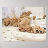 Golden Retriever; is a relatively modern and 2