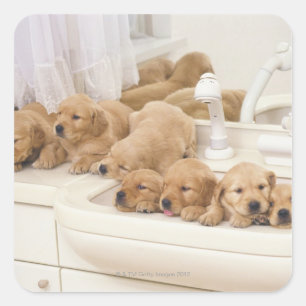 Golden Retriever; is a relatively modern and 2 Square Sticker