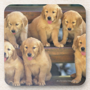 Golden Retriever; is a relatively modern and Coaster
