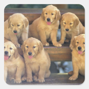 Golden Retriever; is a relatively modern and Square Sticker