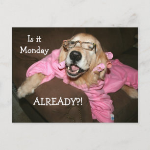 Golden Retriever Is It Monday Already Postcard