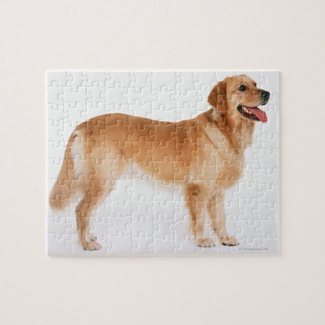 Golden Retriever Jigsaw Puzzle (Horizontal)