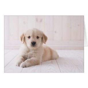 Golden Retriever Lying Down