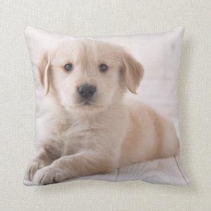 Golden Retriever Lying Down Cushion