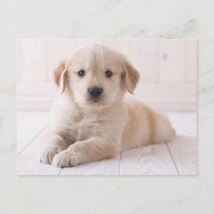 Golden Retriever Postcards Zazzle Uk