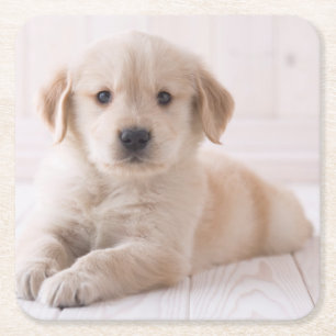 Golden Retriever Lying Down Square Paper Coaster