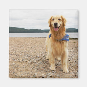 Golden Retriever Magnet