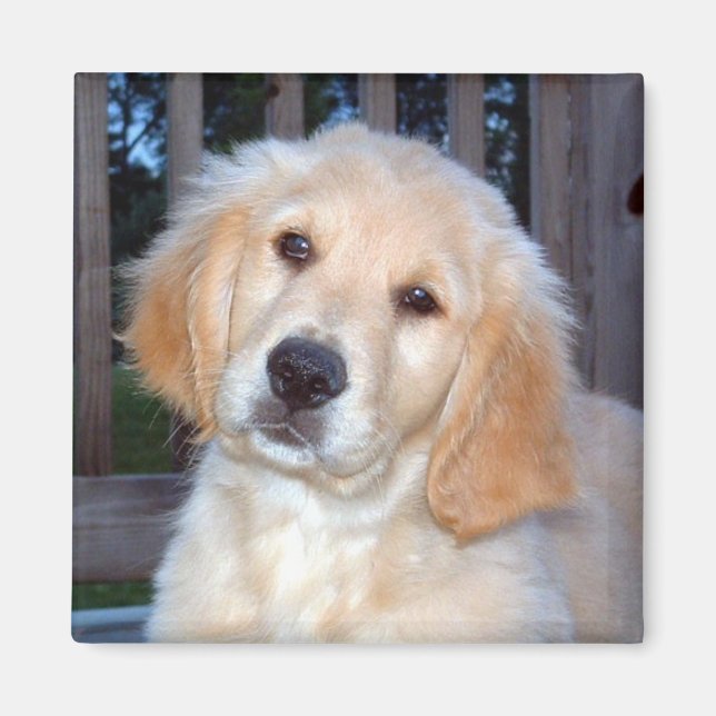 Golden Retriever Magnet (Front)