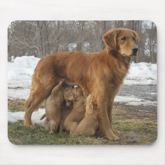 Golden Retriever Maia and Pups Mousepad (Front)