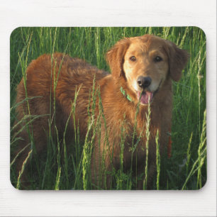 Golden Retriever Maia In The Grass Mousepad