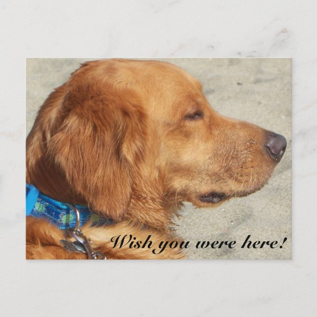 Golden Retriever Miss You Postcard (Front)