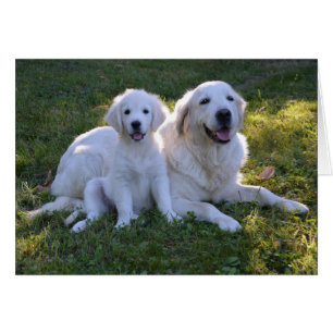 Golden Retriever Mum and Puppy
