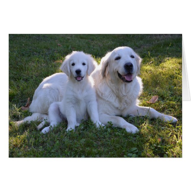 Golden Retriever Mum and Puppy (Front Horizontal)