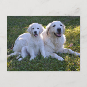 Golden Retriever Mum and Puppy Postcard
