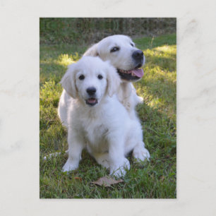 Golden Retriever Mum and Puppy Postcard