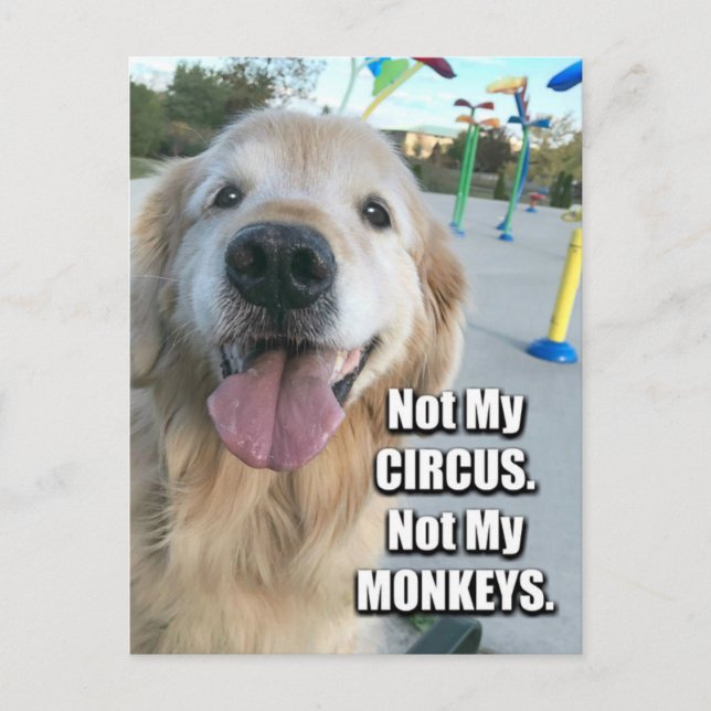 Golden Retriever Not My Circus Polish Proverb Postcard (Front)