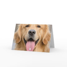 Golden Retriever Old Age Birthday Humour