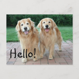Golden Retriever Outdoor Hello Postcard