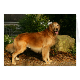 Golden Retriever Panting
