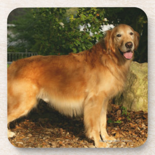 Golden Retriever Panting Coaster