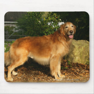 Golden Retriever Panting Mouse Mat