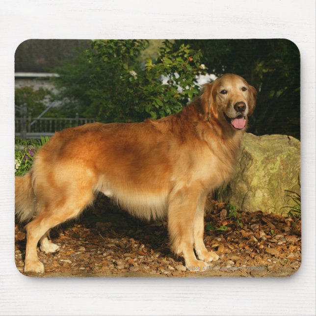 Golden Retriever Panting Mouse Mat (Front)