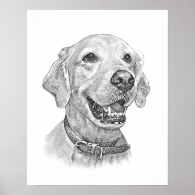 Golden Retriever Pet Portrait Drawing Poster (Front)