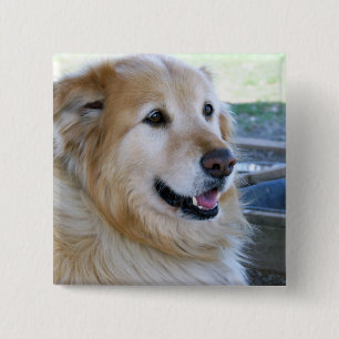 Golden Retriever Photo 15 Cm Square Badge