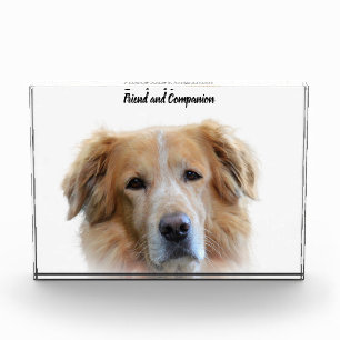 Golden Retriever. Photo Block