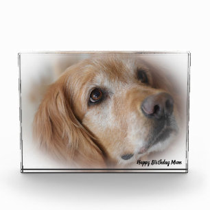 Golden Retriever. Photo Block