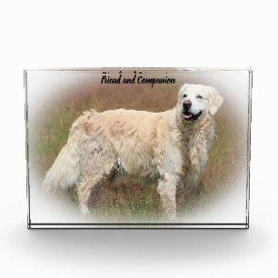 Golden Retriever. Photo Block