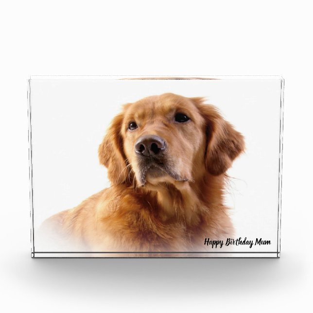 Golden Retriever. Photo Block (Front)