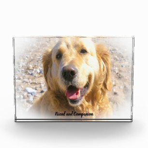Golden Retriever. Photo Block