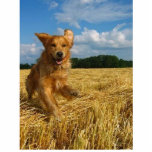golden-retriever photo sculpture decoration<br><div class="desc">Hang this thing in your home and stun everyone who sees it</div>
