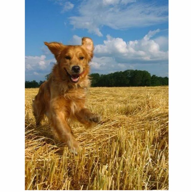 golden-retriever photo sculpture decoration (Front)