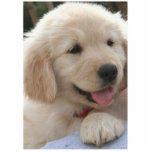 Golden Retriever. Photo Sculpture Magnet<br><div class="desc">this is a very nice dog</div>