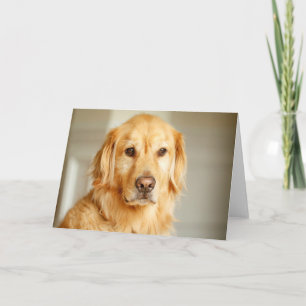 Golden Retriever Portrait Card