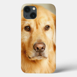 Golden Retriever Portrait iPhone 13 Case