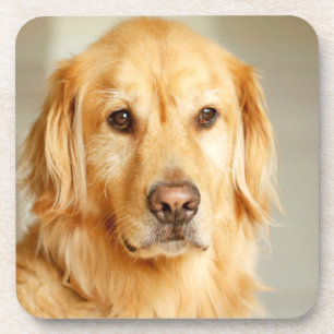 Golden Retriever Portrait Coaster