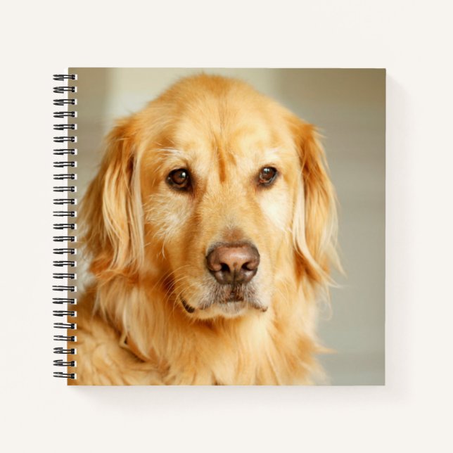 Golden Retriever Portrait Notebook (Front)