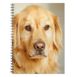 Golden Retriever Portrait Notebook