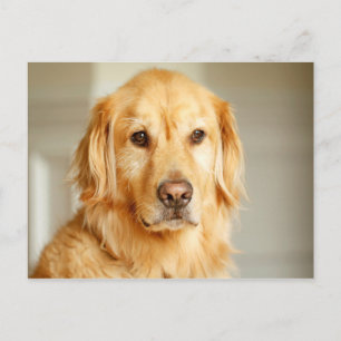 Golden Retriever Portrait Postcard