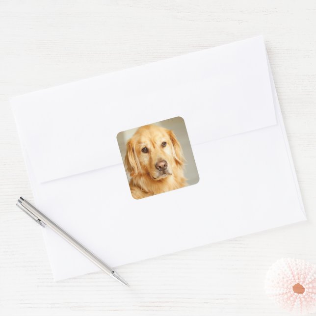 Golden Retriever Portrait Square Sticker (Envelope)